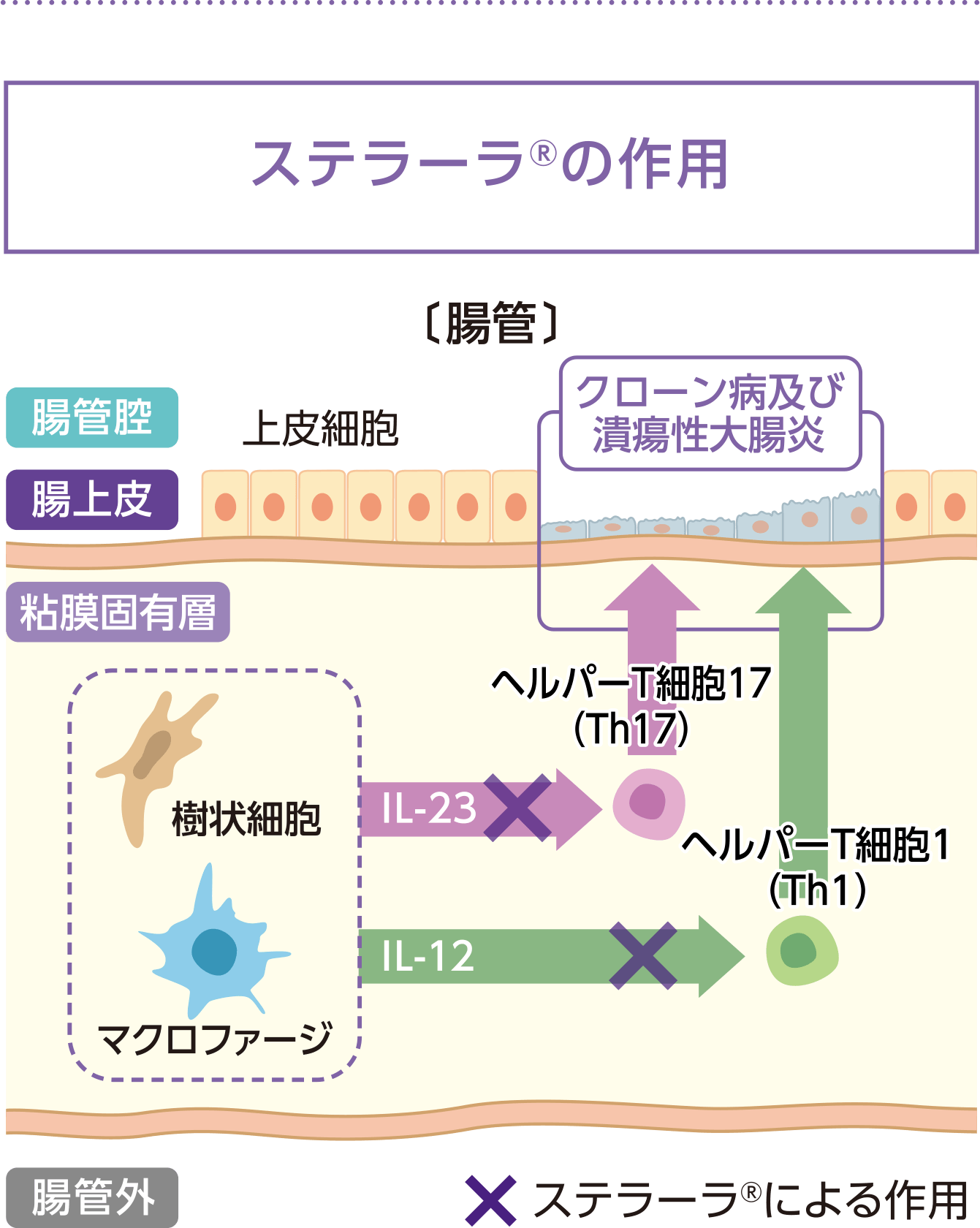 ステラーラ®はIL-12とIL-23を抑えます