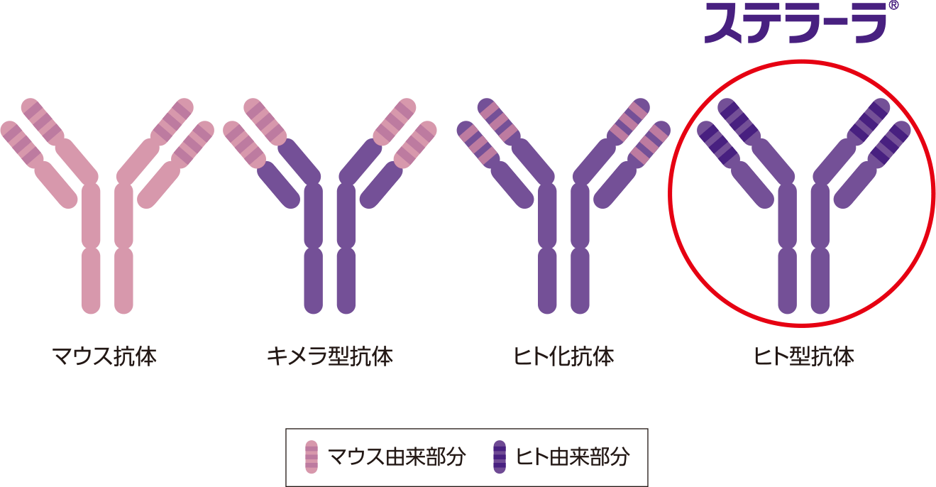 マウス抗体 キメラ型抗体 ヒト化抗体 ヒト型抗体